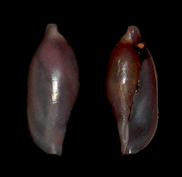 Simnea purpurea o simnea aperta